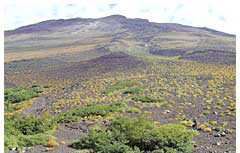Plants covering the volcanic plateau