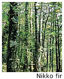 Urajiromomi forest