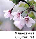 Mamezakura
