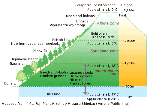 Adapted from "Mt. Fuji Plant Hike" by Mitsuru Shimizu (Amane Publishing)