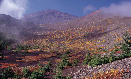 火山荒原に生息域を広げつつある植物たち
